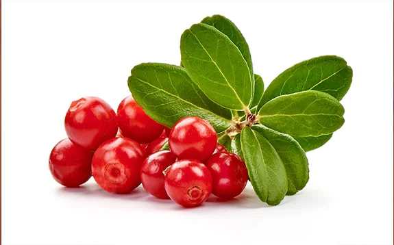 ველური კენკრის ექსტრაქტი